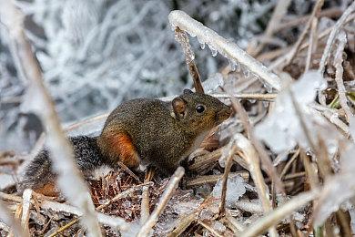 《噬血代码2》游戏角色介绍 与吸血鬼缔结羁绊